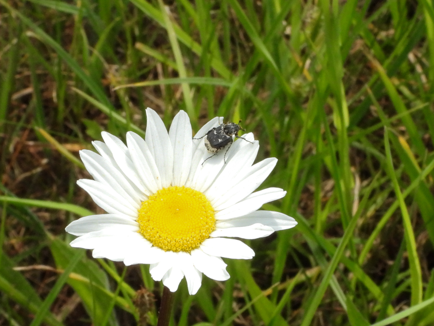 Welk soort insect is dit